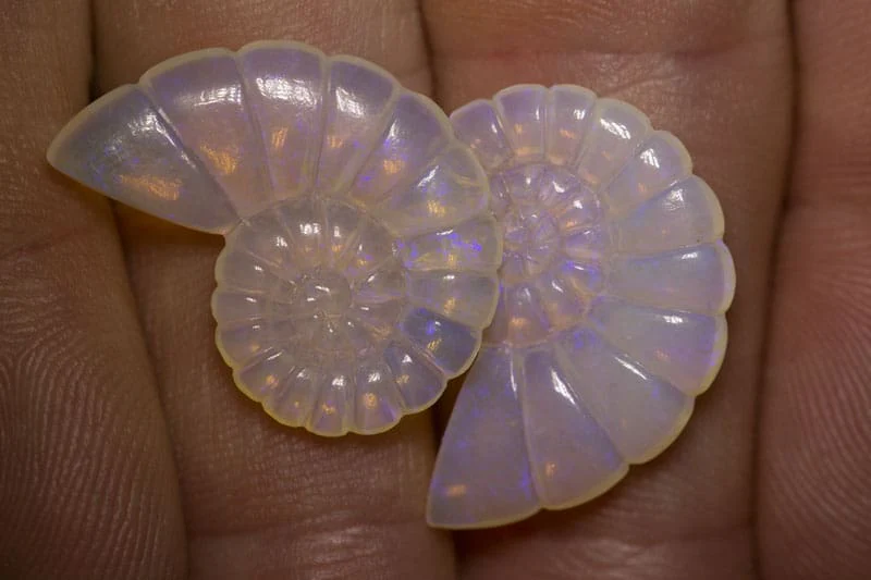 15.25 ct opal nautilus carving 25x15mm - Image 3