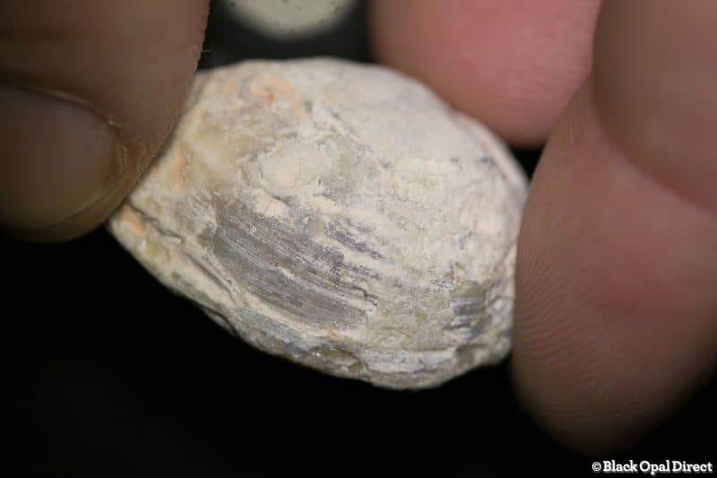 46 ct opal fossil shell 30mm across - Image 2